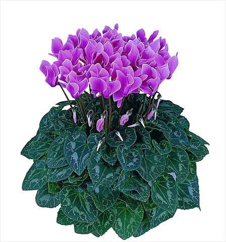 Foto de variedad de flores para ser usadas como: Maceta Cyclamen persicum Latinia® Premium F1