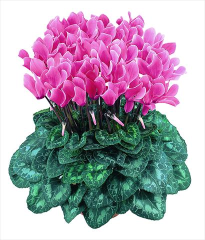 Foto de variedad de flores para ser usadas como: Maceta Cyclamen persicum Latinia® F1 Saumon