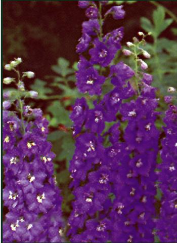 Foto de variedad de flores para ser usadas como: Planta de temporada / borde del macizo Delphinium Pacific Giant Black night