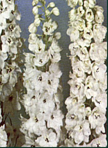 Foto de variedad de flores para ser usadas como: Planta de temporada / borde del macizo Delphinium Pacific Giant Galahad