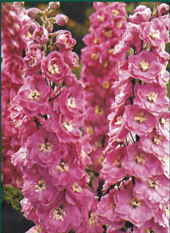 Foto de variedad de flores para ser usadas como: Planta de temporada / borde del macizo Delphinium Pacific Giant Guinevere