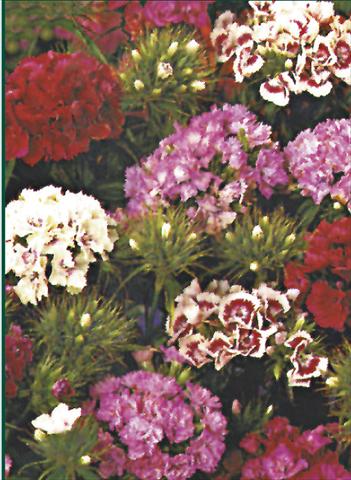 Foto de variedad de flores para ser usadas como: Maceta y planta de temporada Dianthus barbatus Indianerteppich