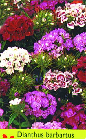 Foto de variedad de flores para ser usadas como: Maceta y planta de temporada Dianthus barbatus Double Mixture