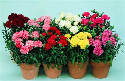 Foto de variedad de flores para ser usadas como: Maceta y planta de temporada Dianthus caryophyllus Lillipot F1 Mix
