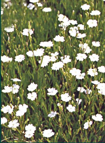 Foto de variedad de flores para ser usadas como: Planta de temporada / borde del macizo Dianthus deltoides Albus
