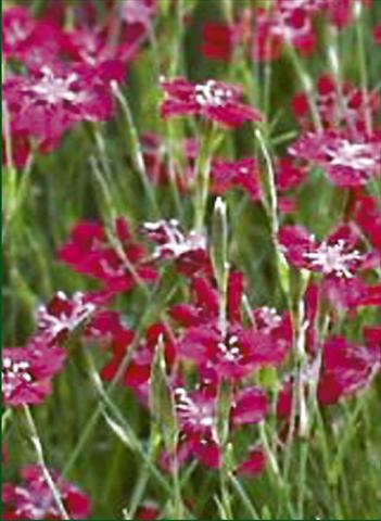 Foto de variedad de flores para ser usadas como: Planta de temporada / borde del macizo Dianthus deltoides Nelli