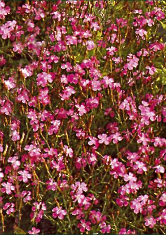 Foto de variedad de flores para ser usadas como: Planta de temporada / borde del macizo Dianthus deltoides Roseus