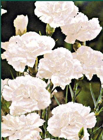 Foto de variedad de flores para ser usadas como: Planta de temporada / borde del macizo Dianthus plumarius Albus