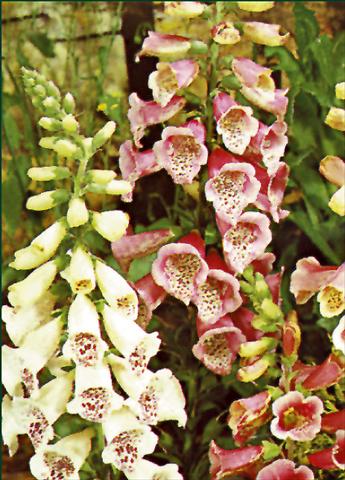 Foto de variedad de flores para ser usadas como: Planta de temporada / borde del macizo Digitalis purpurea Foxy