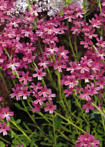 Foto de variedad de flores para ser usadas como: Planta de temporada / borde del macizo Erinus alpinus Dr Hanle