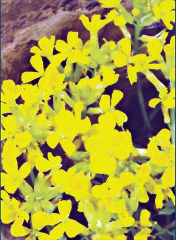 Foto de variedad de flores para ser usadas como: Planta de temporada / borde del macizo Erysimum Yellow Bird