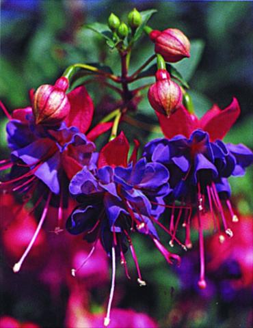 Foto de variedad de flores para ser usadas como: Tarrina de colgar / Maceta Fuchsia Winston Churchill