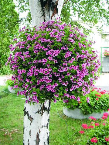 Foto de variedad de flores para ser usadas como: Maceta y planta de temporada Pelargonium crispum Angeleyes Randy
