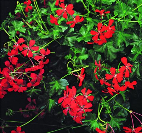 Foto de variedad de flores para ser usadas como: Tarrina de colgar / Maceta Pelargonium peltatum Decora Rosso