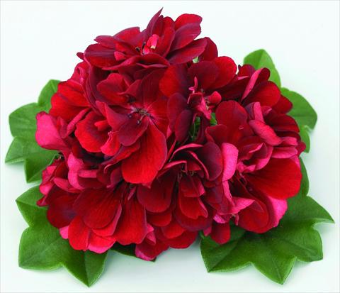 Foto de variedad de flores para ser usadas como: Tarrina de colgar / Maceta Pelargonium peltatum Doblino Rouge Foncé