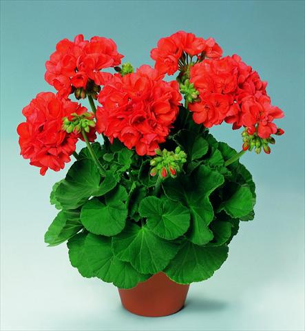Foto de variedad de flores para ser usadas como: Maceta o Tarrina de colgar Pelargonium zonale pac® Perlenkette Orange