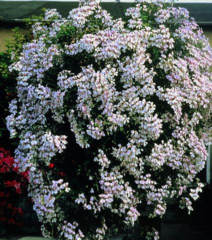 Foto de variedad de flores para ser usadas como: Planta de temporada, patio, Tarrina de colgar Pelargonium peltatum pac® Ville De Dresden