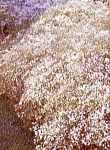 Foto de variedad de flores para ser usadas como: Planta de temporada / borde del macizo Gypsophila paniculata Scneeflocke