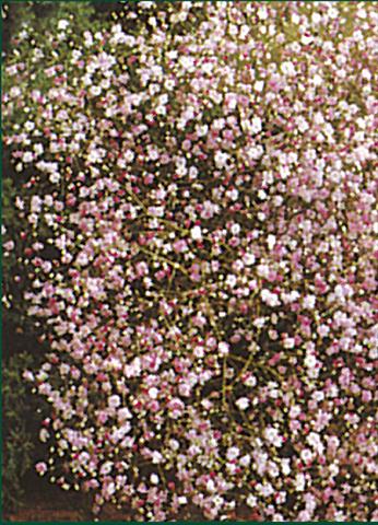 Foto de variedad de flores para ser usadas como: Planta de temporada / borde del macizo Gypsophila paniculata Rosea