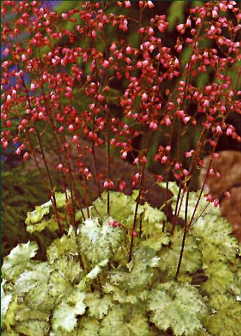 Foto de variedad de flores para ser usadas como: Planta de temporada / borde del macizo Heuchera sanguinea Splendens Leuchtfaker
