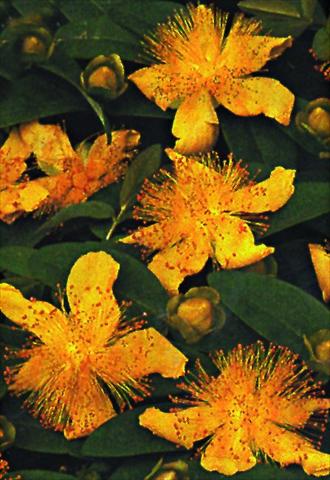 Foto de variedad de flores para ser usadas como: Planta de temporada / borde del macizo Hypericum calycinum Rose von Sharon