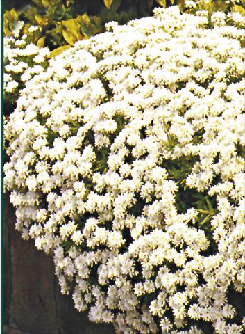Foto de variedad de flores para ser usadas como: Planta de temporada / borde del macizo Iberis sempervirens Schneeflocke