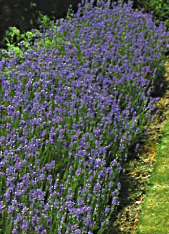 Foto de variedad de flores para ser usadas como: Planta de temporada / borde del macizo Lavandula angustifolia Vera