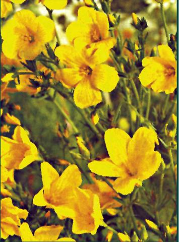 Foto de variedad de flores para ser usadas como: Planta de temporada / borde del macizo Linum flavum Compactum