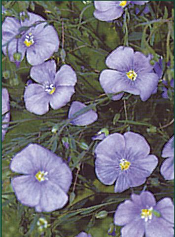 Foto de variedad de flores para ser usadas como: Planta de temporada / borde del macizo Linum nanum Blue Diamant