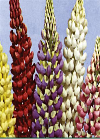 Foto de variedad de flores para ser usadas como: Planta de temporada / borde del macizo Lupinus russel Mixture