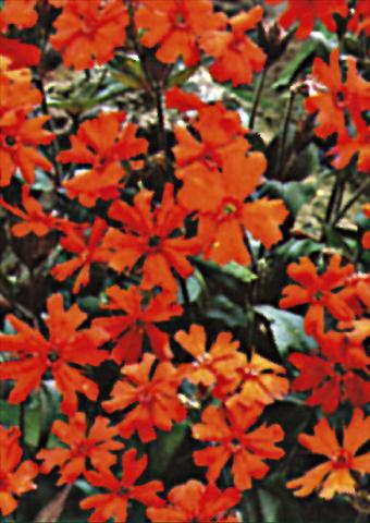 Foto de variedad de flores para ser usadas como: Planta de temporada / borde del macizo Lychnis x arkwrightii Vesuvius