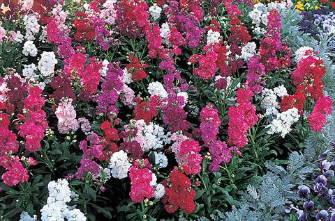 Foto de variedad de flores para ser usadas como: Maceta y planta de temporada Matthiola incana Harmony Mix