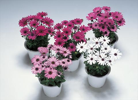 Foto de variedad de flores para ser usadas como: Maceta Osteospermum Ecklonis Passion F1 Mix