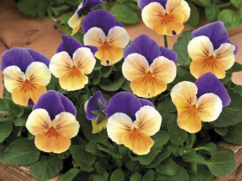 Foto de variedad de flores para ser usadas como: Maceta y planta de temporada Viola cornuta Peach Jump Up