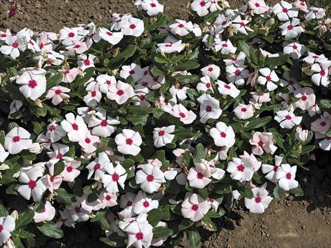 Foto de variedad de flores para ser usadas como: Maceta y planta de temporada Catharanthus roseus - Vinca Cora F1 Apricot
