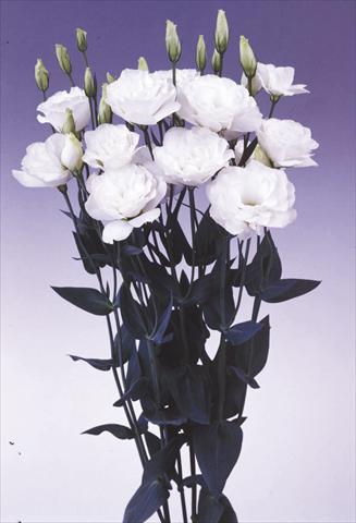 Foto de variedad de flores para ser usadas como: Flor cortada Lisianthus (Eustoma grandiflorum) Borealis White