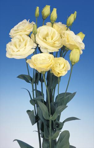 Foto de variedad de flores para ser usadas como: Flor cortada Lisianthus (Eustoma grandiflorum) Lisi Mariachi Yellow