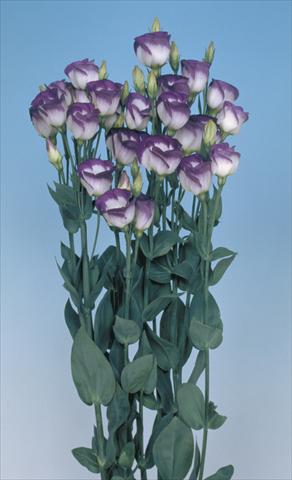 Foto de variedad de flores para ser usadas como: Flor cortada Lisianthus (Eustoma grandiflorum) Piccolo Blue