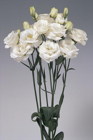 Foto de variedad de flores para ser usadas como: Flor cortada Lisianthus (Eustoma grandiflorum) Lisi Rosita White