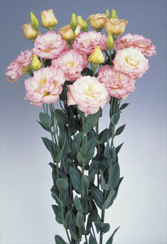 Foto de variedad de flores para ser usadas como: Flor cortada Lisianthus (Eustoma grandiflorum) Echo Champagne