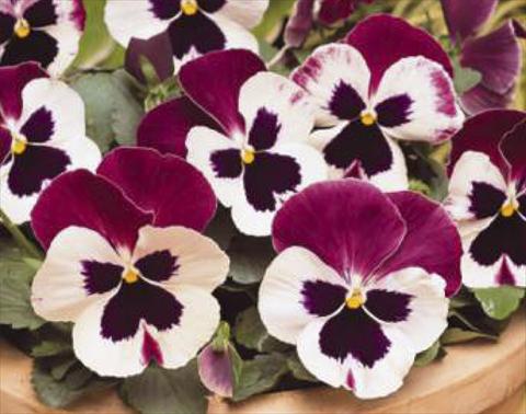 Foto de variedad de flores para ser usadas como: Maceta y planta de temporada Viola wittrockiana Matrix Cassis