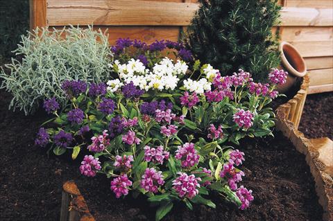 Foto de variedad de flores para ser usadas como: Planta de temporada / borde del macizo Prunella grandiflora Freelander