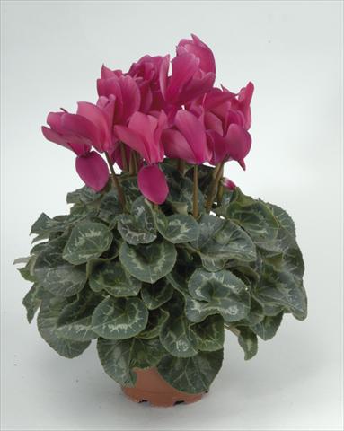 Foto de variedad de flores para ser usadas como: Maceta y planta de temporada Cyclamen persicum Rainier Purple