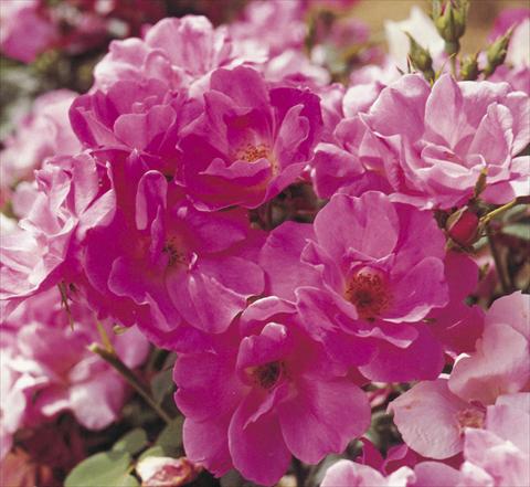 Foto de variedad de flores para ser usadas como: Planta de temporada / borde del macizo Rosa floribunda Pink Knock Out®