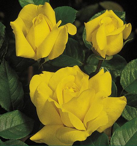 Foto de variedad de flores para ser usadas como: Maceta y planta de temporada Rosa floribunda Gina Lollobrigida