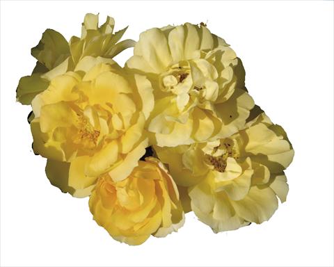 Foto de variedad de flores para ser usadas como: Maceta y planta de temporada Rosa floribunda Gold Tequila