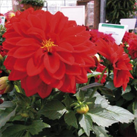 Foto de variedad de flores para ser usadas como: Maceta y planta de temporada Dahlia Royal Dahlietta Tessy
