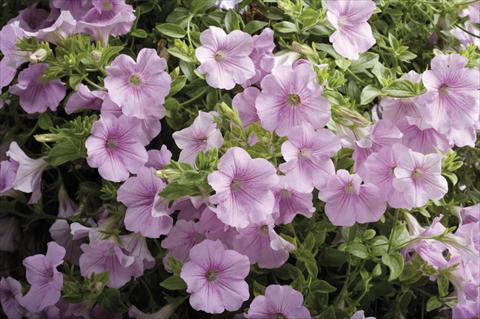 Foto de variedad de flores para ser usadas como: Tarrina de colgar / Maceta Petunia pendula Surfinia® Sweet Pink