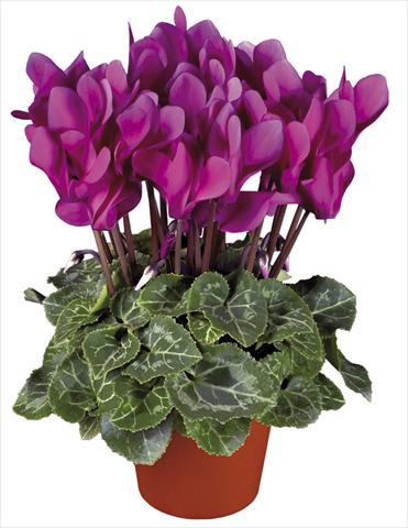 Foto de variedad de flores para ser usadas como: Maceta y planta de temporada Cyclamen persicum mini Super Serie®s Verano Dark Violet