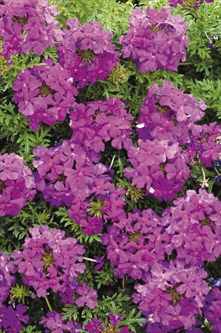 Foto de variedad de flores para ser usadas como: Maceta y planta de temporada Verbena Tapien® Purple